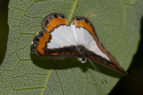 Nymphidium caricae