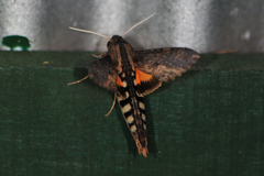 Erinnyis alope alope