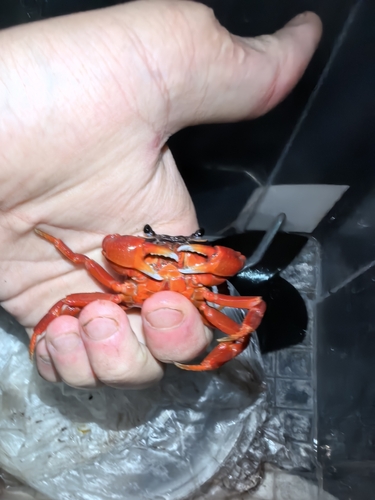 Potamiscus crassus