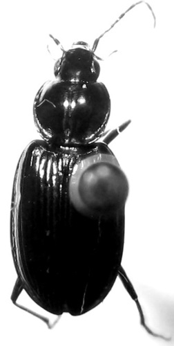 Agonum hypocrita