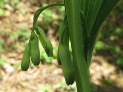 Polygonatum acuminatifolium