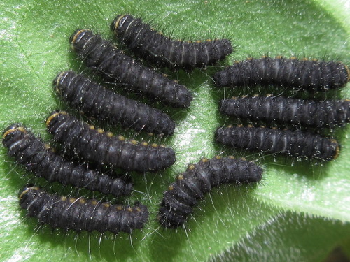 Princess Gifu Butterfly