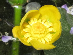 Nuphar japonica