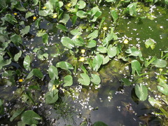 Nuphar japonica