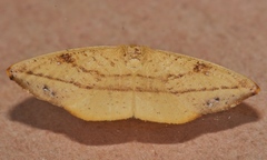 Astatochroa fuscimargo