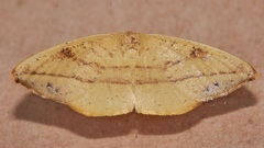 Astatochroa fuscimargo