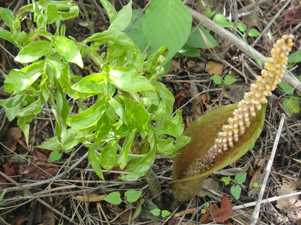 Taccarum ulei