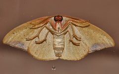 Astatochroa fuscimargo