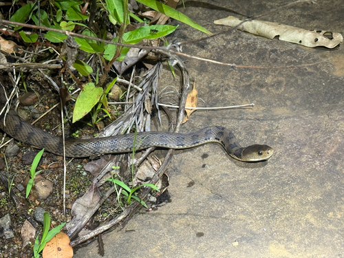 Rough-scaled Snake sighting