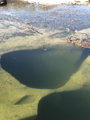 Micropterus salmoides