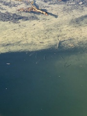 Micropterus salmoides