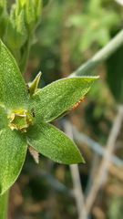 Pseudomyrmex simplex