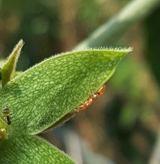 Pseudomyrmex simplex