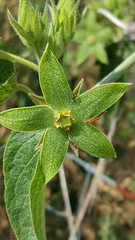 Pseudomyrmex simplex