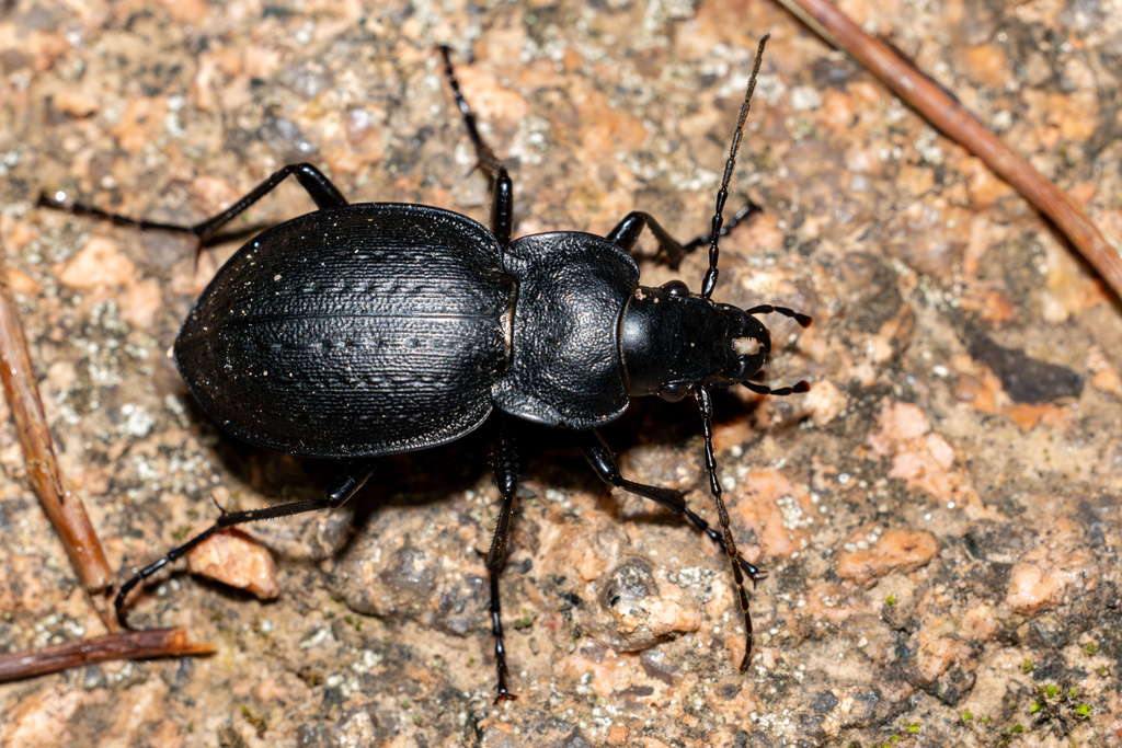 Carabus lusitanicus