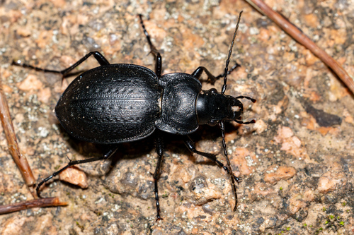 Carabus lusitanicus Fabricius, 1801