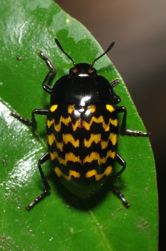 Iphiclus