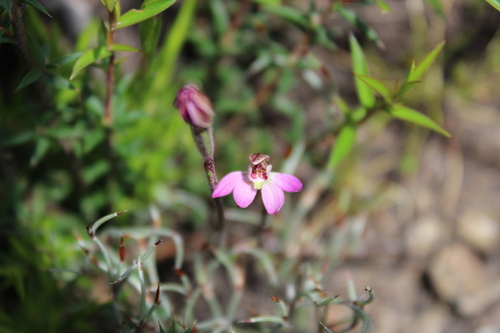 Pygmy Caladenia (Caladenia pusilla)