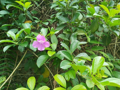 Glowvine (Bignonia magnifica)