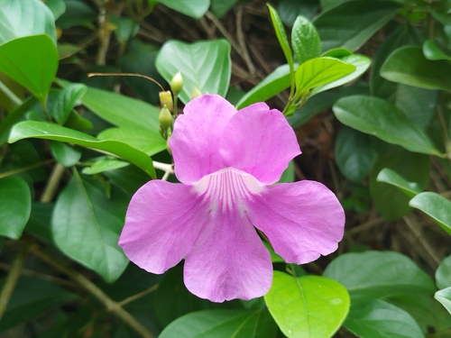 Bignonia magnifica, photograph 5