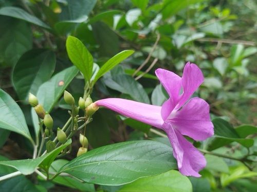 Bignonia magnifica, photograph 6