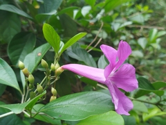Bignonia magnifica, photograph (c) Ben Costamagna, some rights reserved (CC BY)