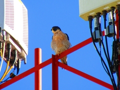 Falco peregrinus anatum