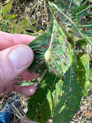 Unknown species found near Blantyre Rd, Warrenton, VA, US