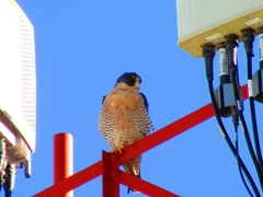 Falco peregrinus anatum