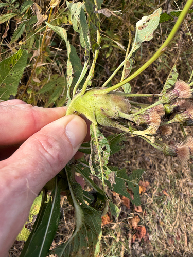 Unknown species found near Blantyre Rd, Warrenton, VA, US