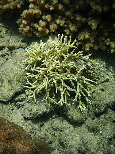 Millepora tenera observed 2025-11-02