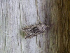 Epinotia nisella