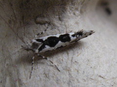 Ypsolopha sequella