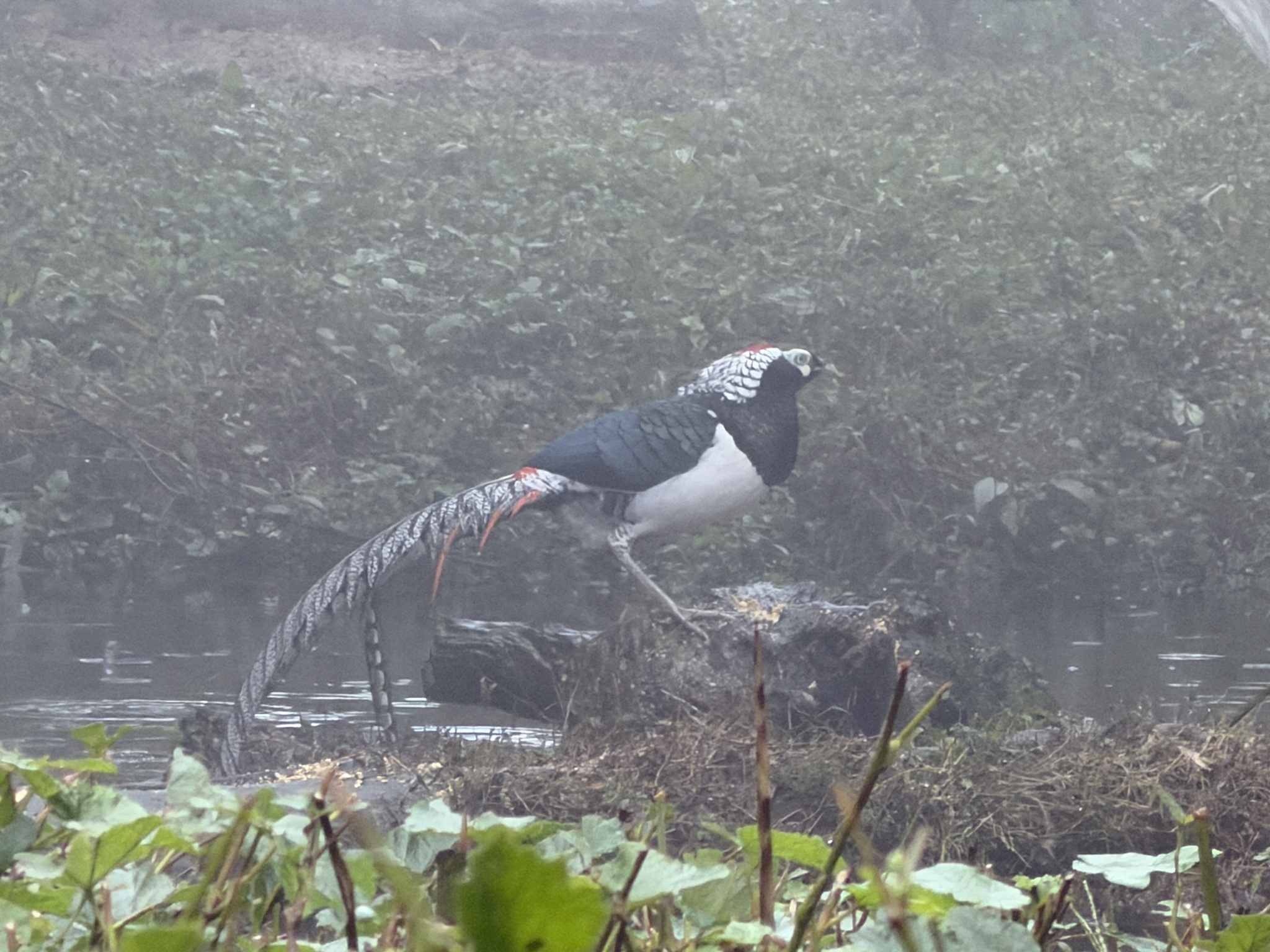 Lady Amherst's Pheasant