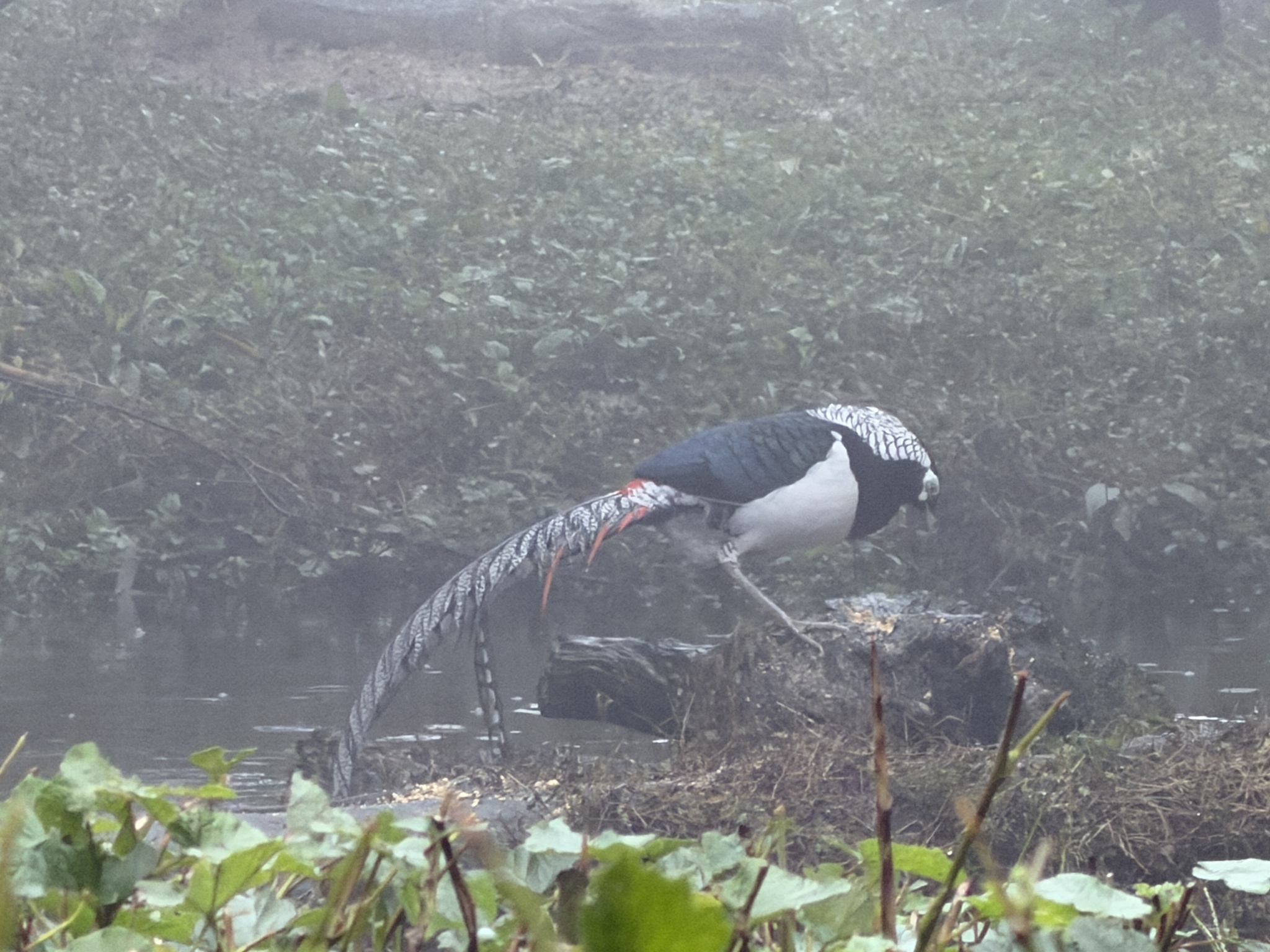 Lady Amherst's Pheasant