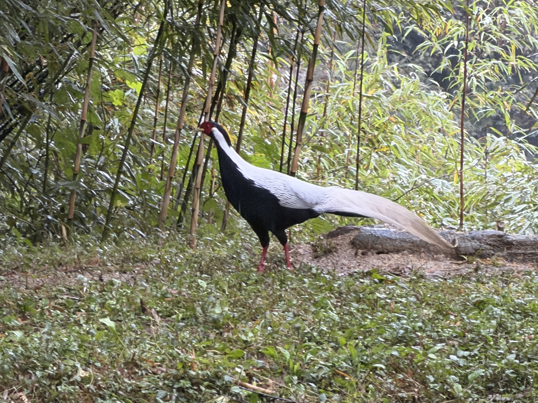 Silver Pheasant