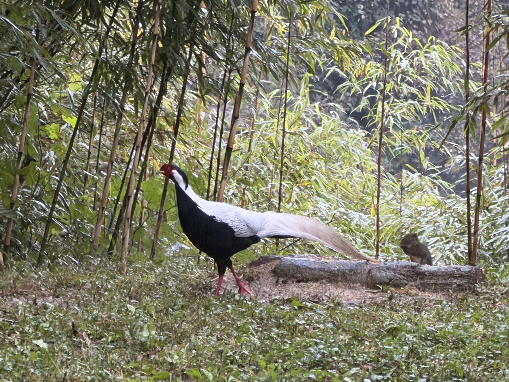 Silver Pheasant