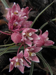 Asclepias circinalis