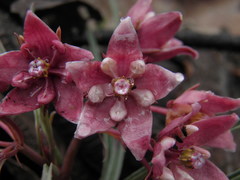 Asclepias circinalis