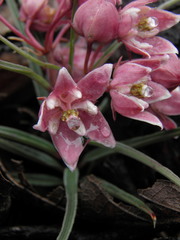 Asclepias circinalis