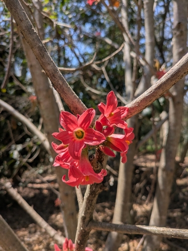 Brachychiton bidwillii, photograph 3