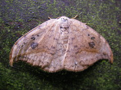 Drepana falcataria