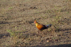 Gallus lafayettii