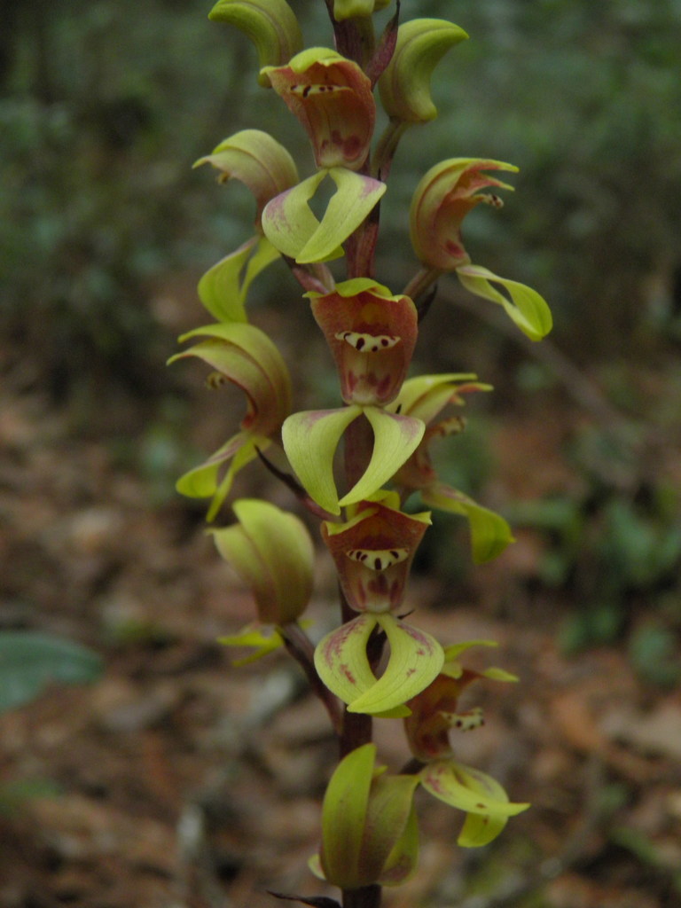 Govenia greenwoodii