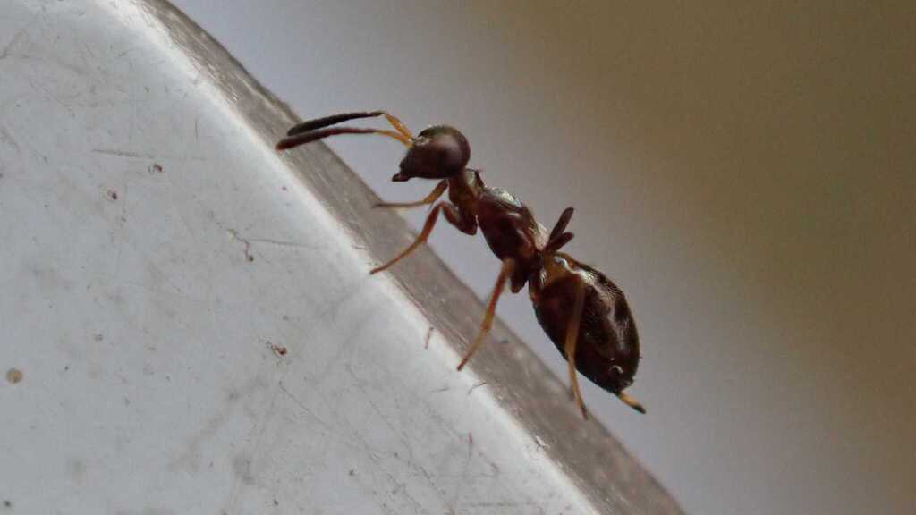 Wasp