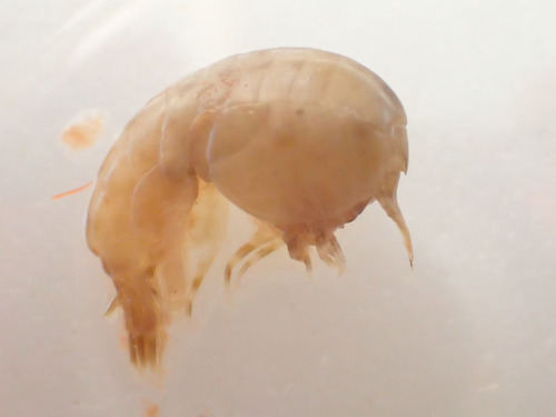 Genus Stegocephalus · iNaturalist