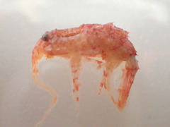 Rhachotropis aculeata image