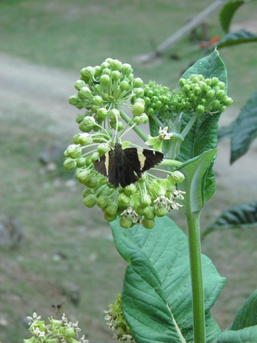 Golden Banded-Skipper