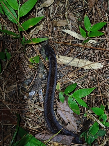 Petronella's Kukri Snake
