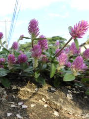 Gomphrena celosioides
